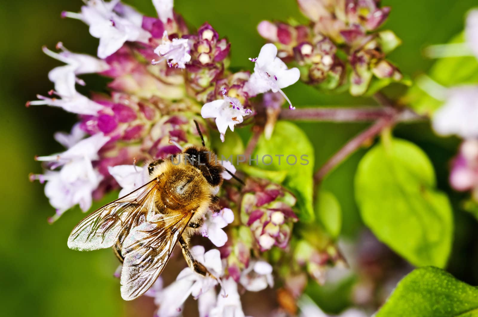 bee on thyme