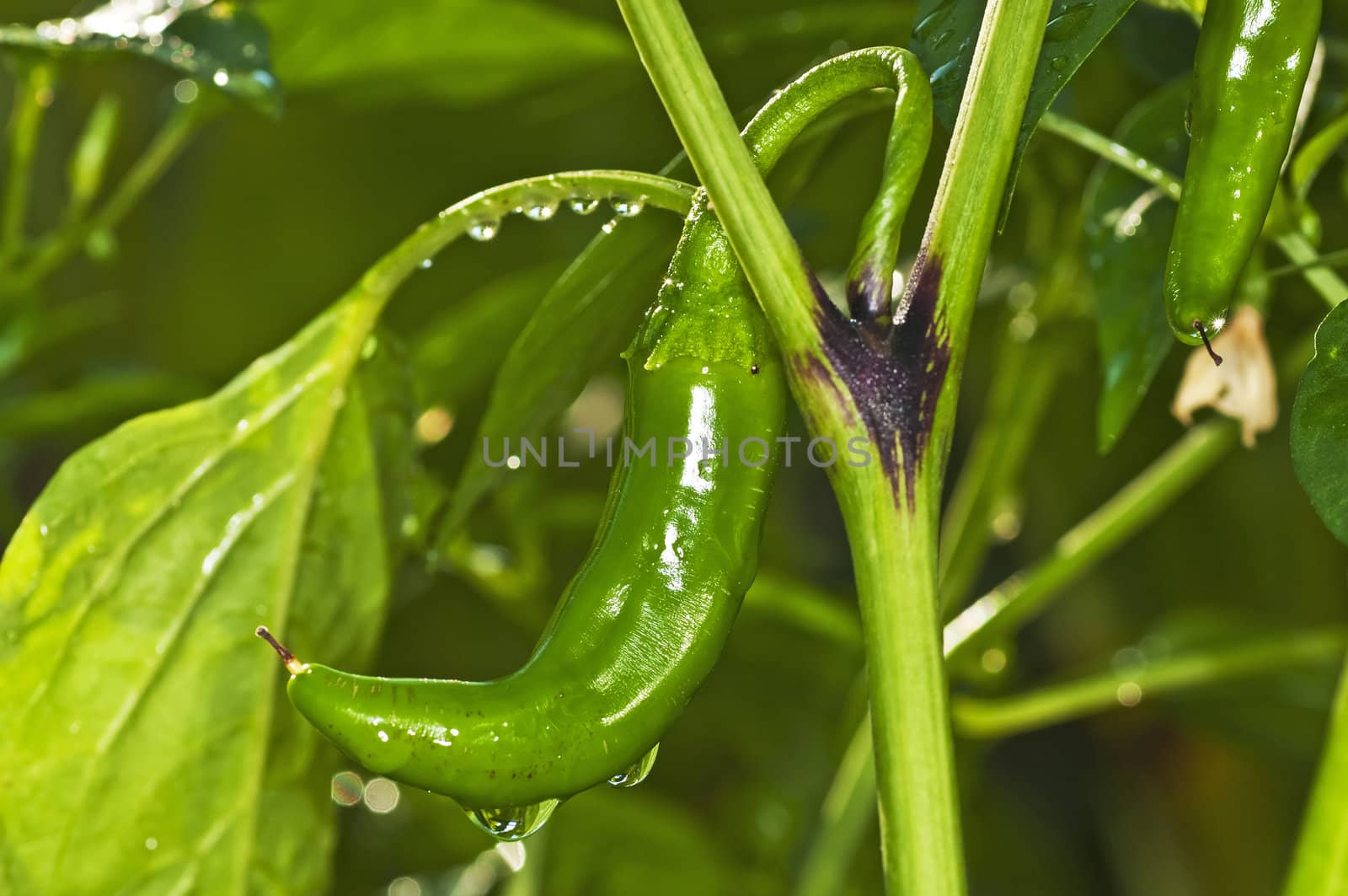 chili with raindrops