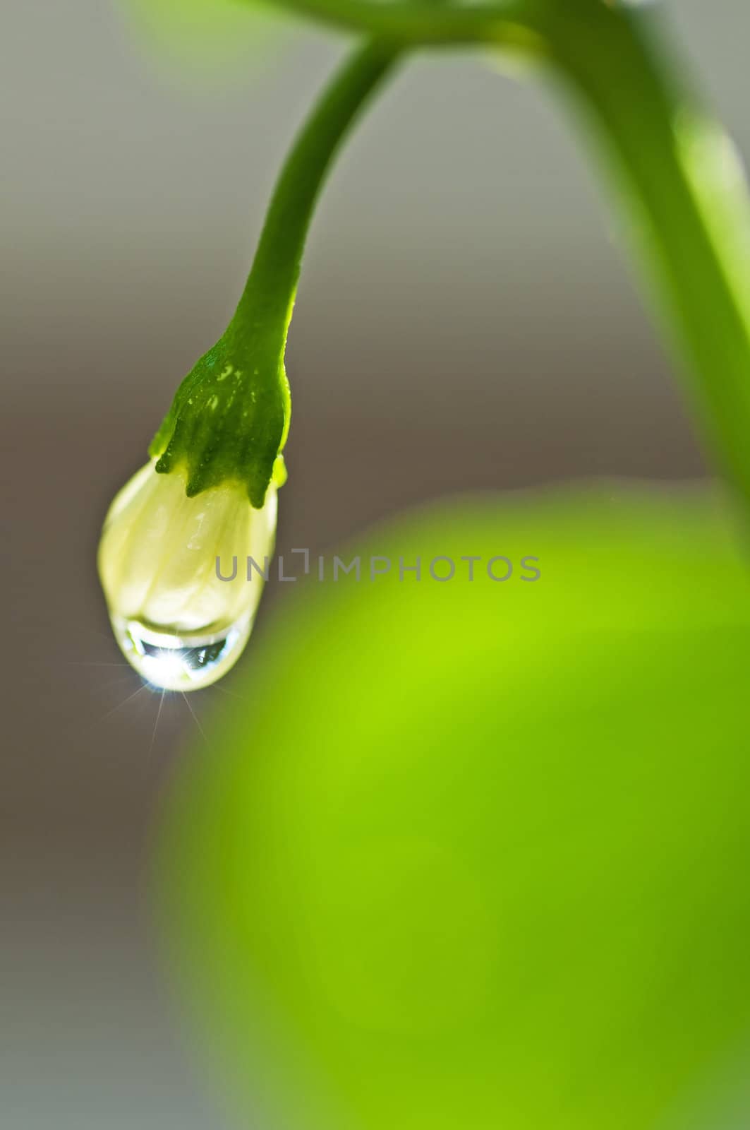 blossom of chili with raindrops by Jochen