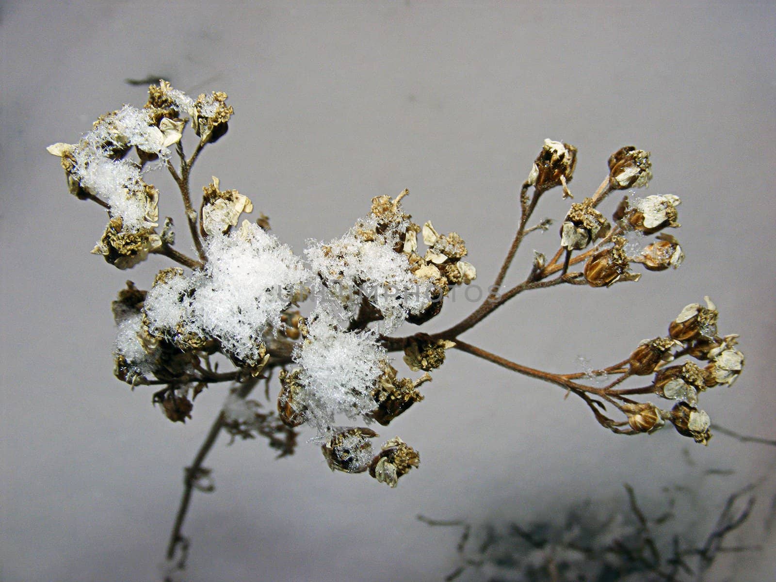 vinter