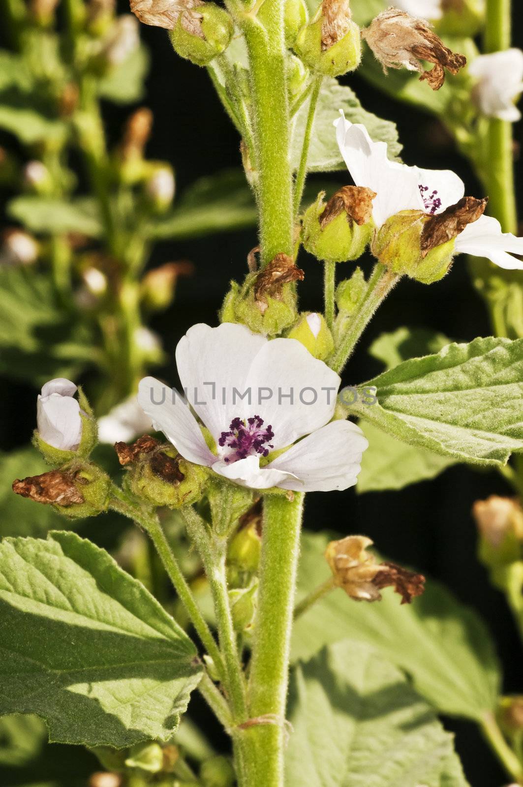 Medicinal plant marsh mallow by Jochen