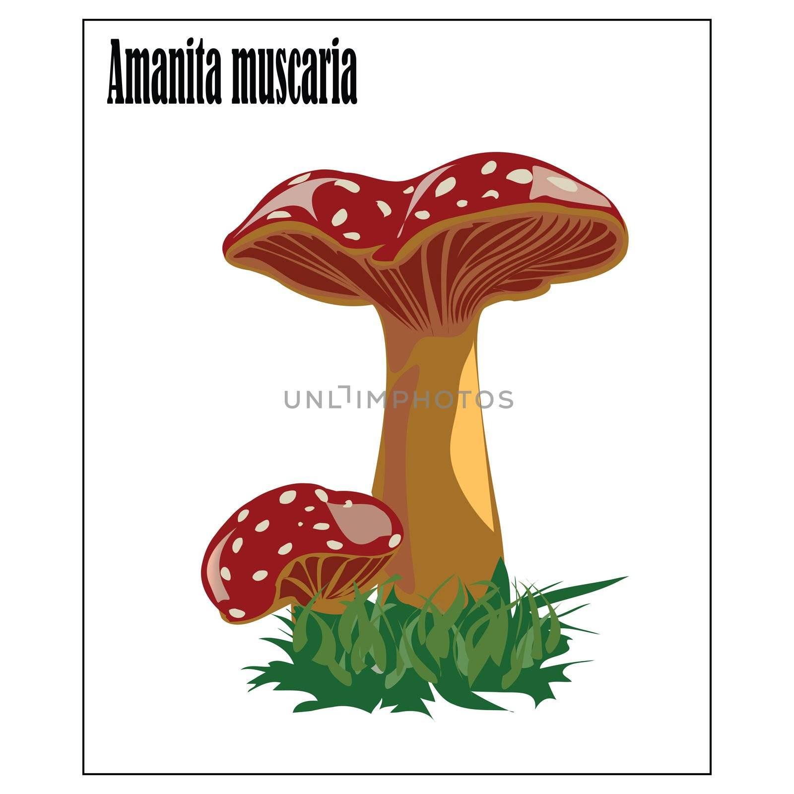 Amanita muscaria,fly agaric magic mushroom