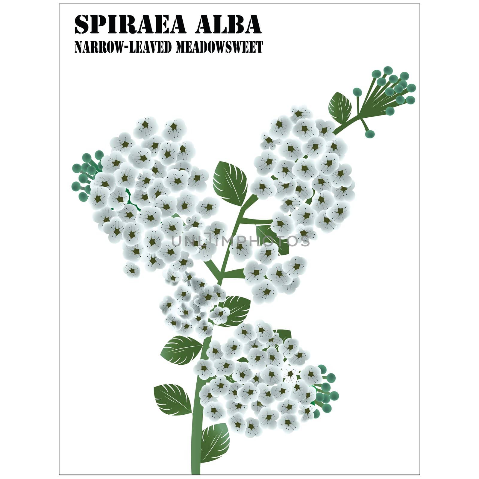 Spiraea Alba, Narrow-leaved Meadowsweet