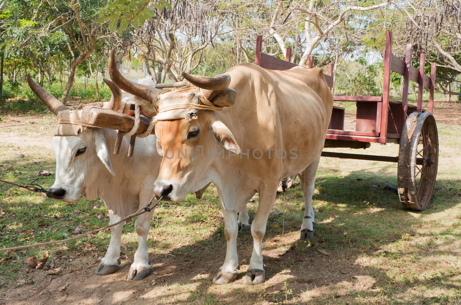 Two oxen used as a means of transport pulling a cart in Cuba.