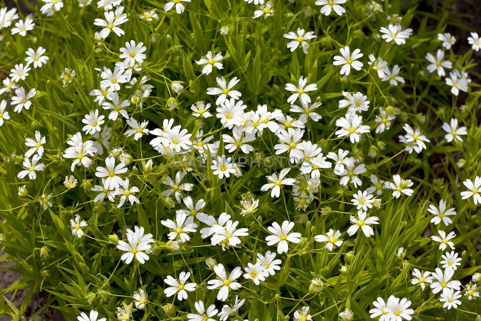 The unusual beautiful Daisies in the morning