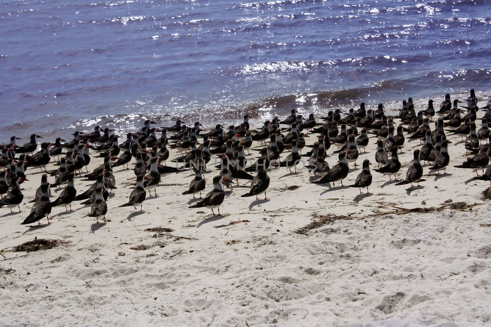birds on gulf coast by amandaols