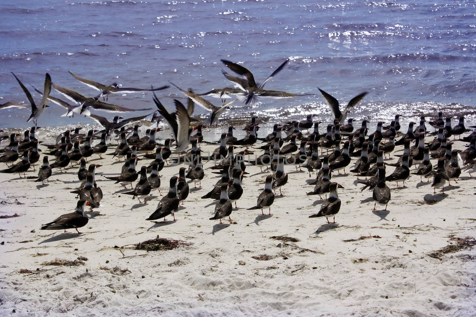 a large group of birds hang out along the gulf coast shore in cedar key, florida