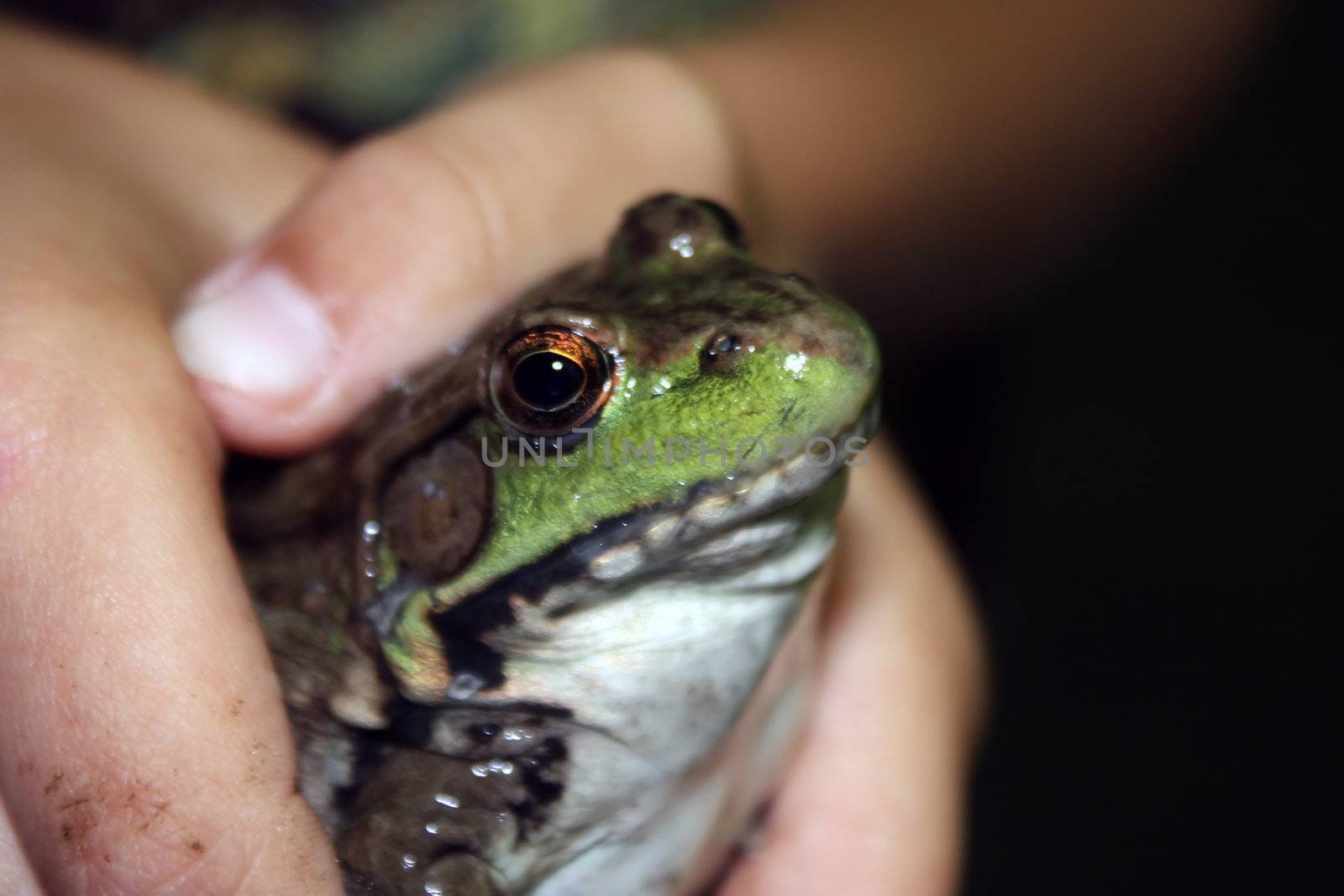 a proud boy shows off the fat frog that he has just caught