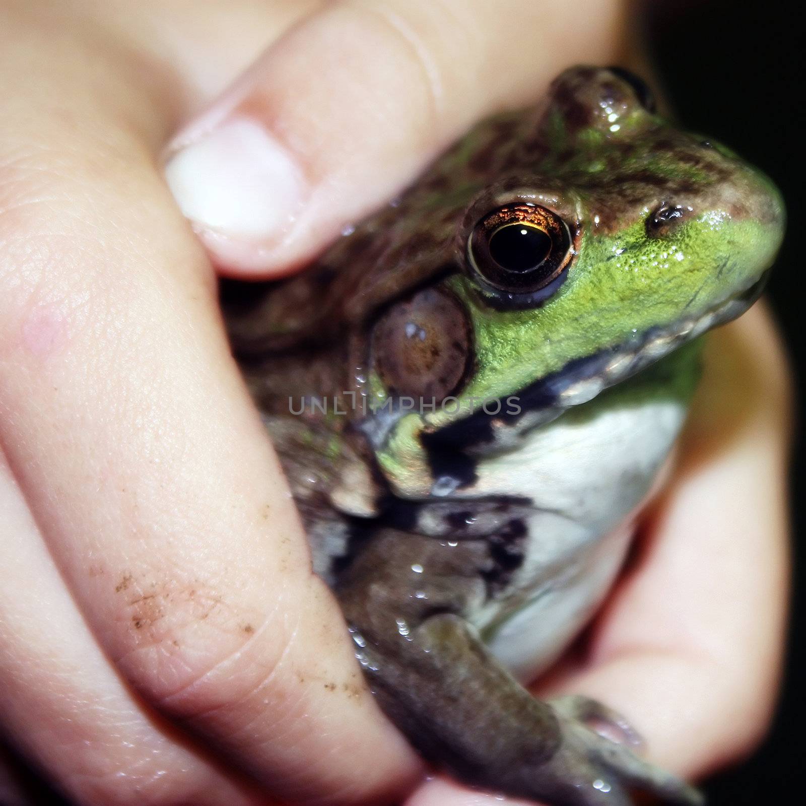 boy with frog by amandaols