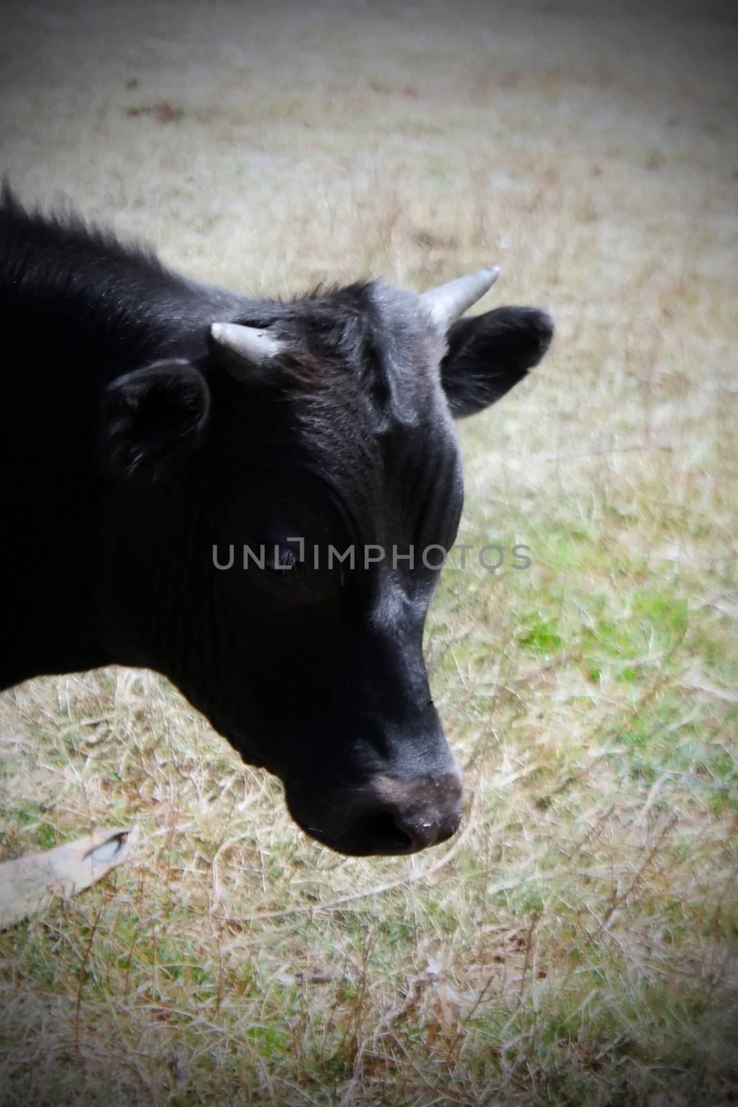 cow by amandaols