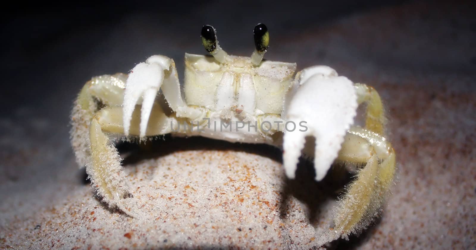 crab by amandaols