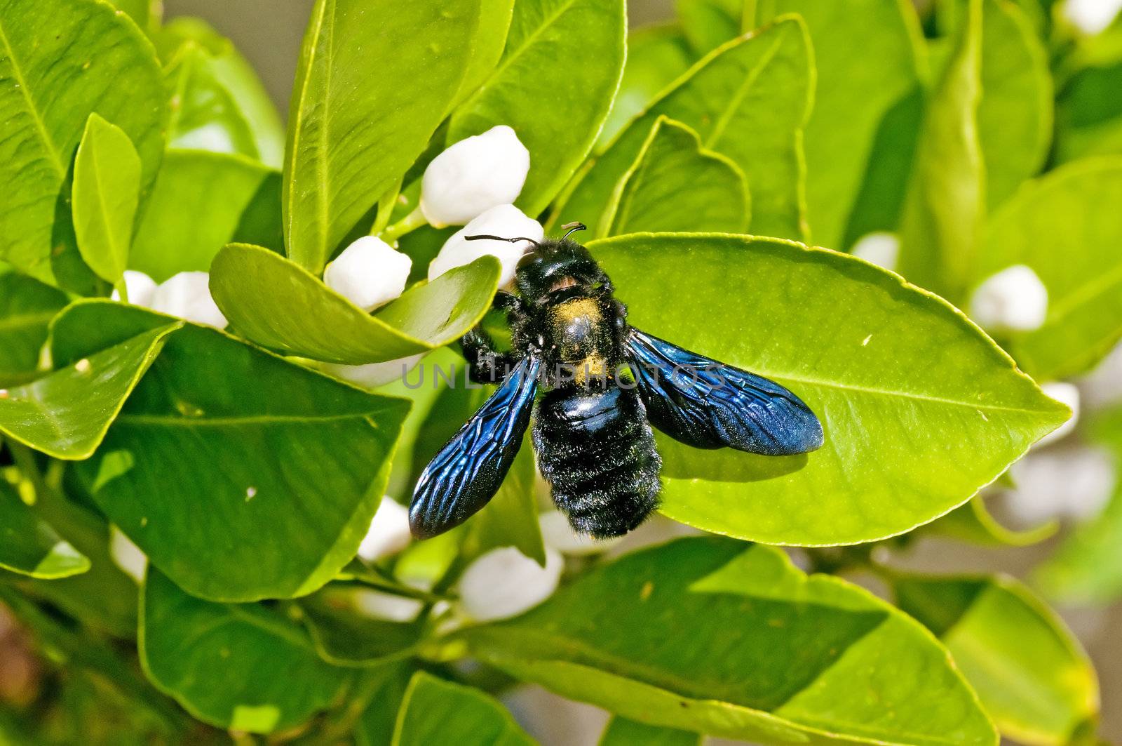 carpenter bee,Xylocopa violacea L.