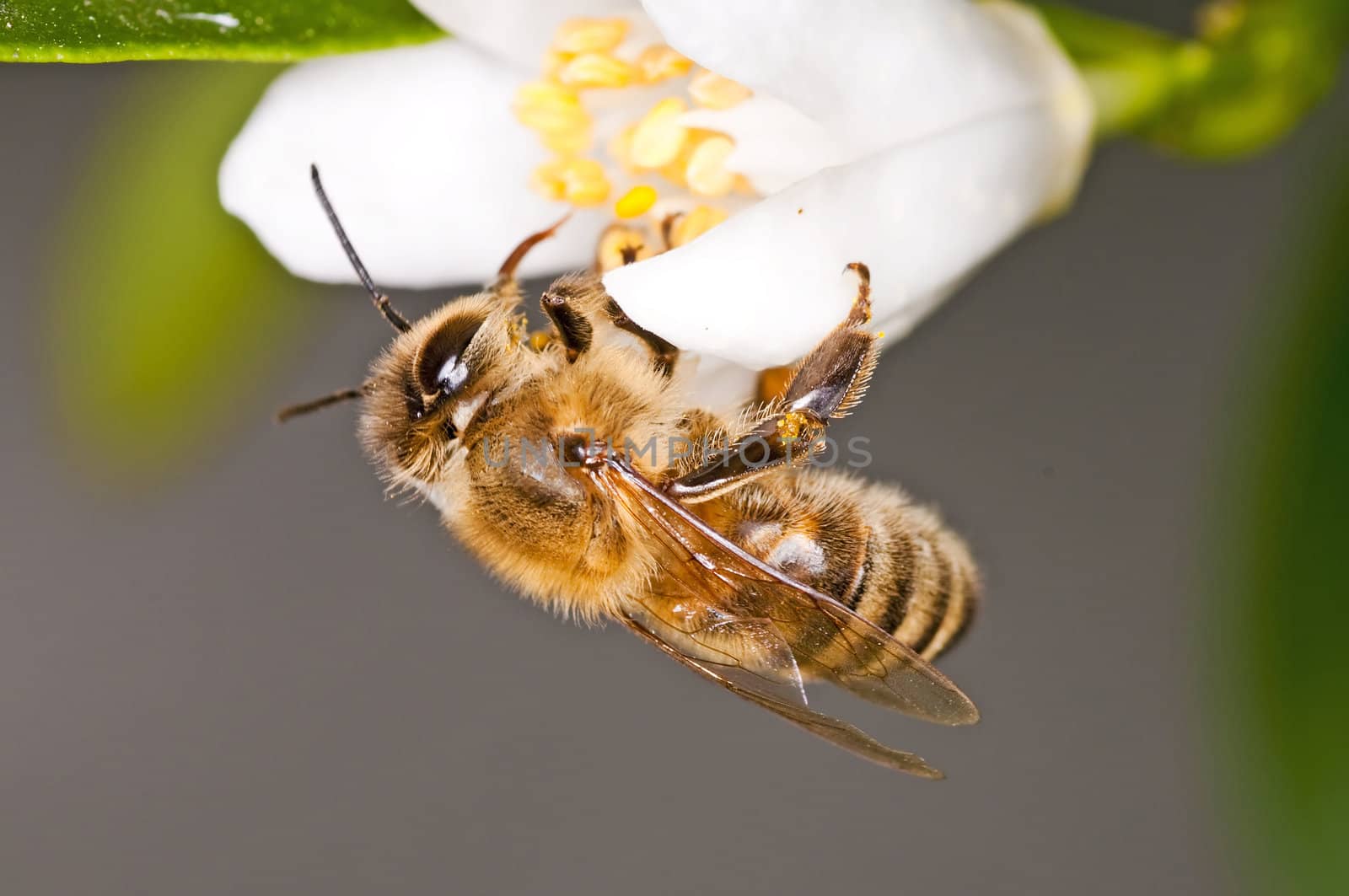 bee on lemon