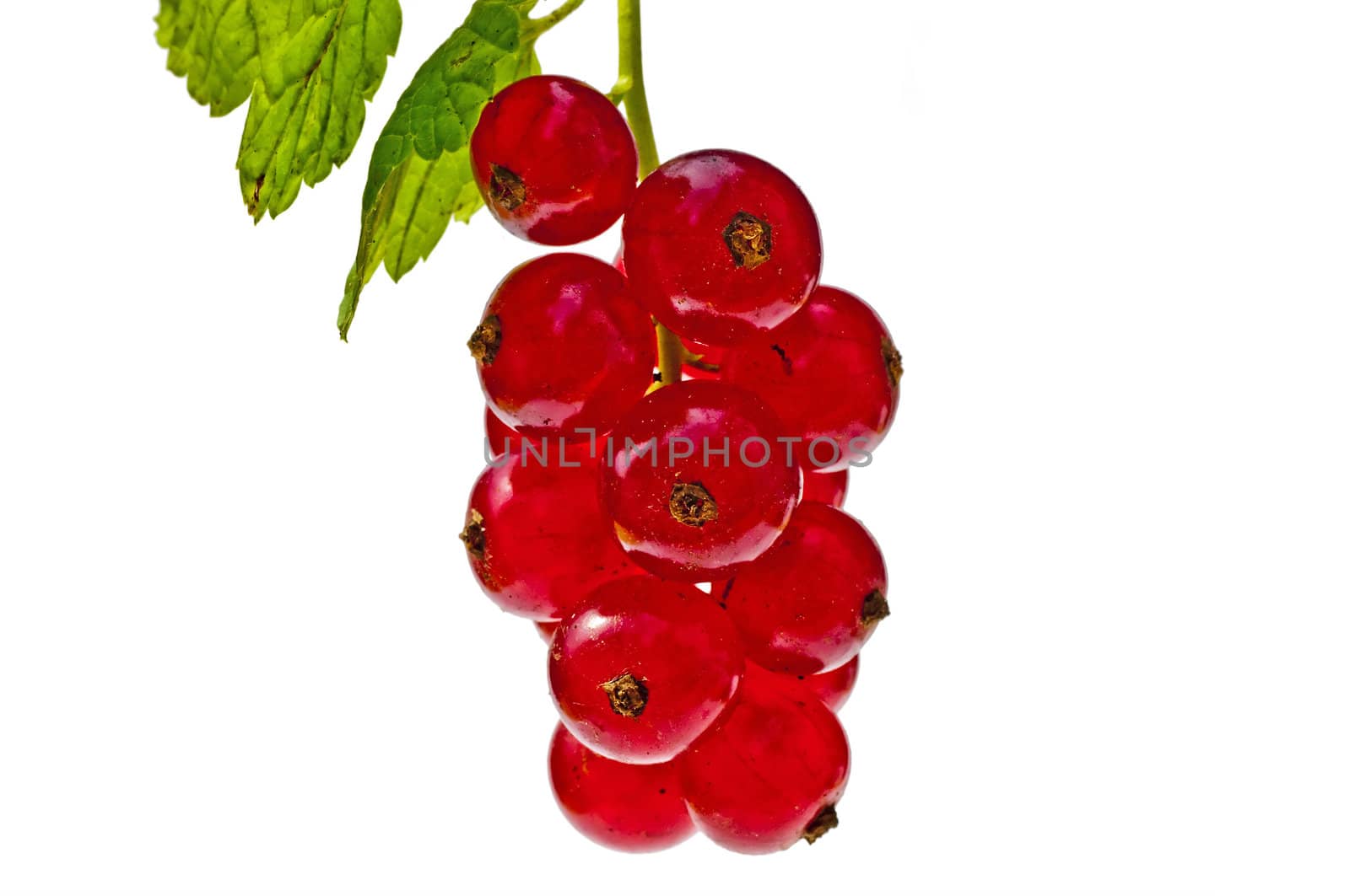 red currant