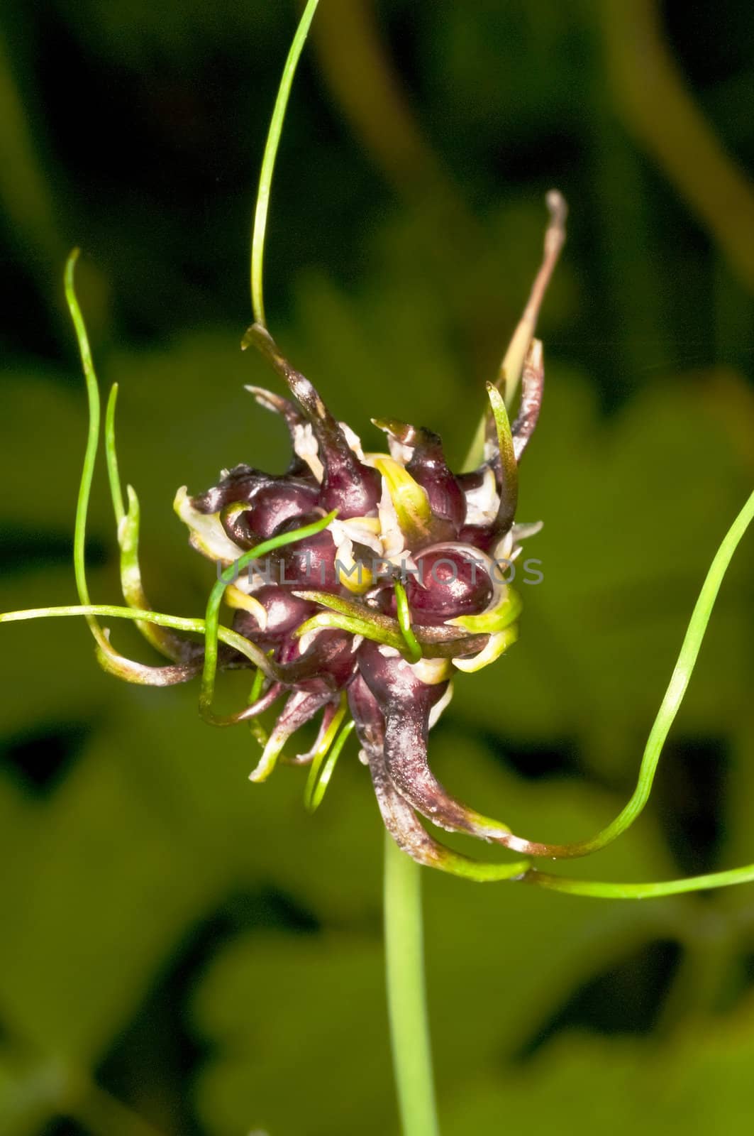 bulbil of garlic