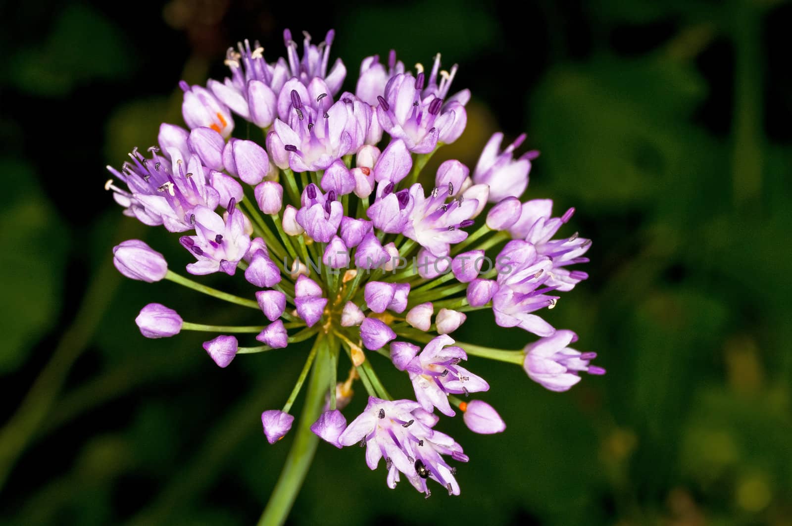 Chinese Chive