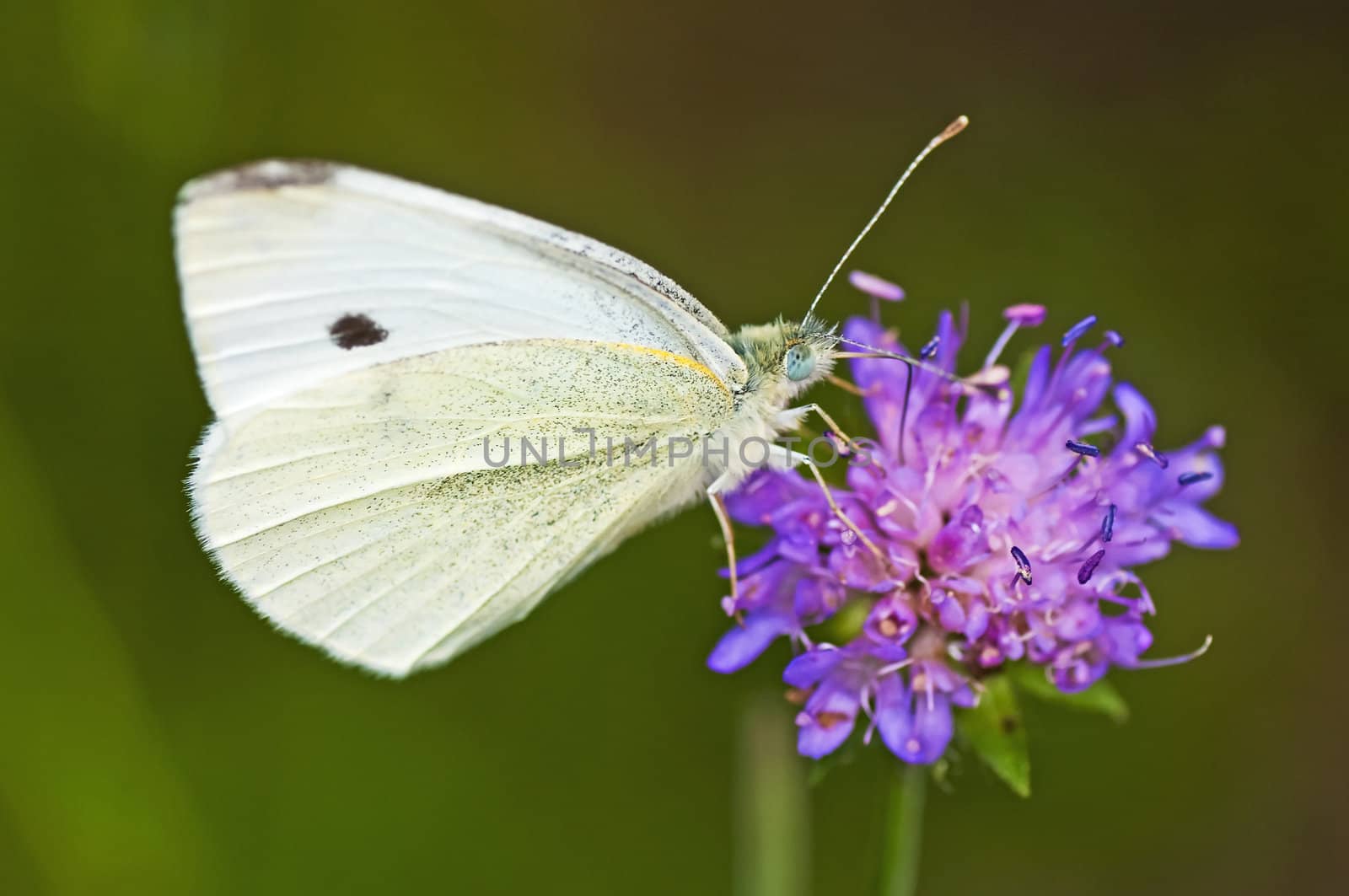 cabbage butterfly, Pieris brassicae