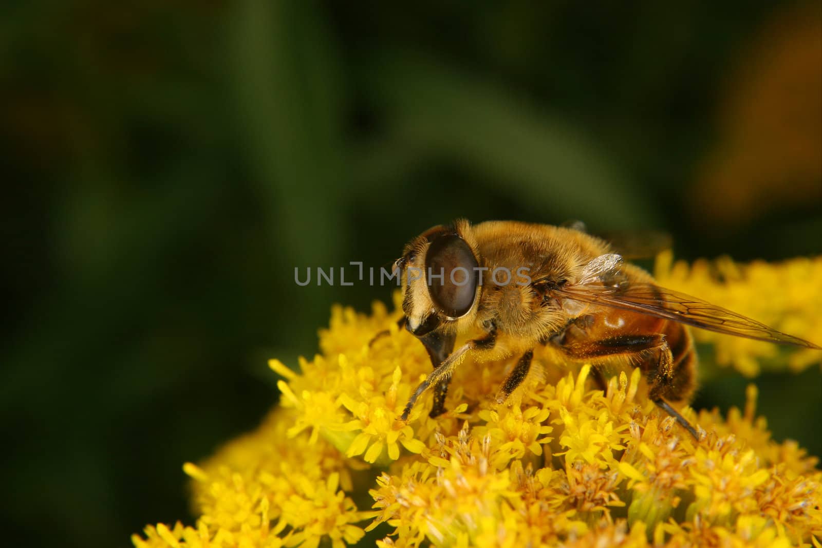 Fly on a flower - Portrait