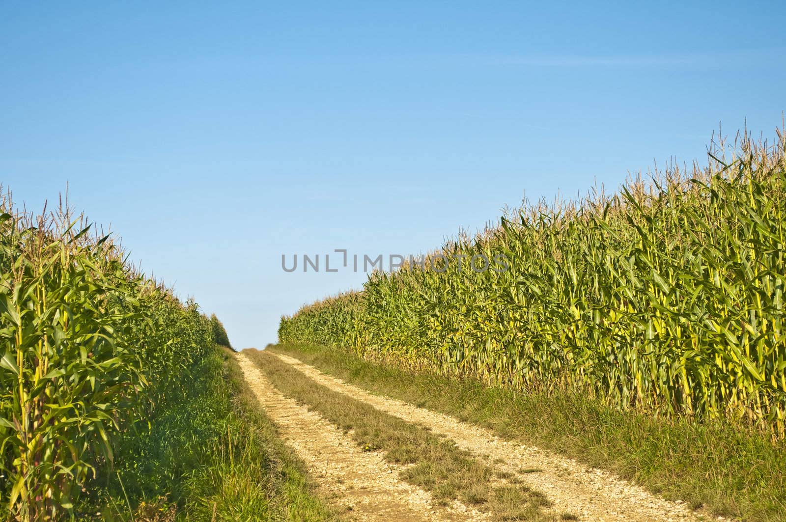 field of corn by Jochen