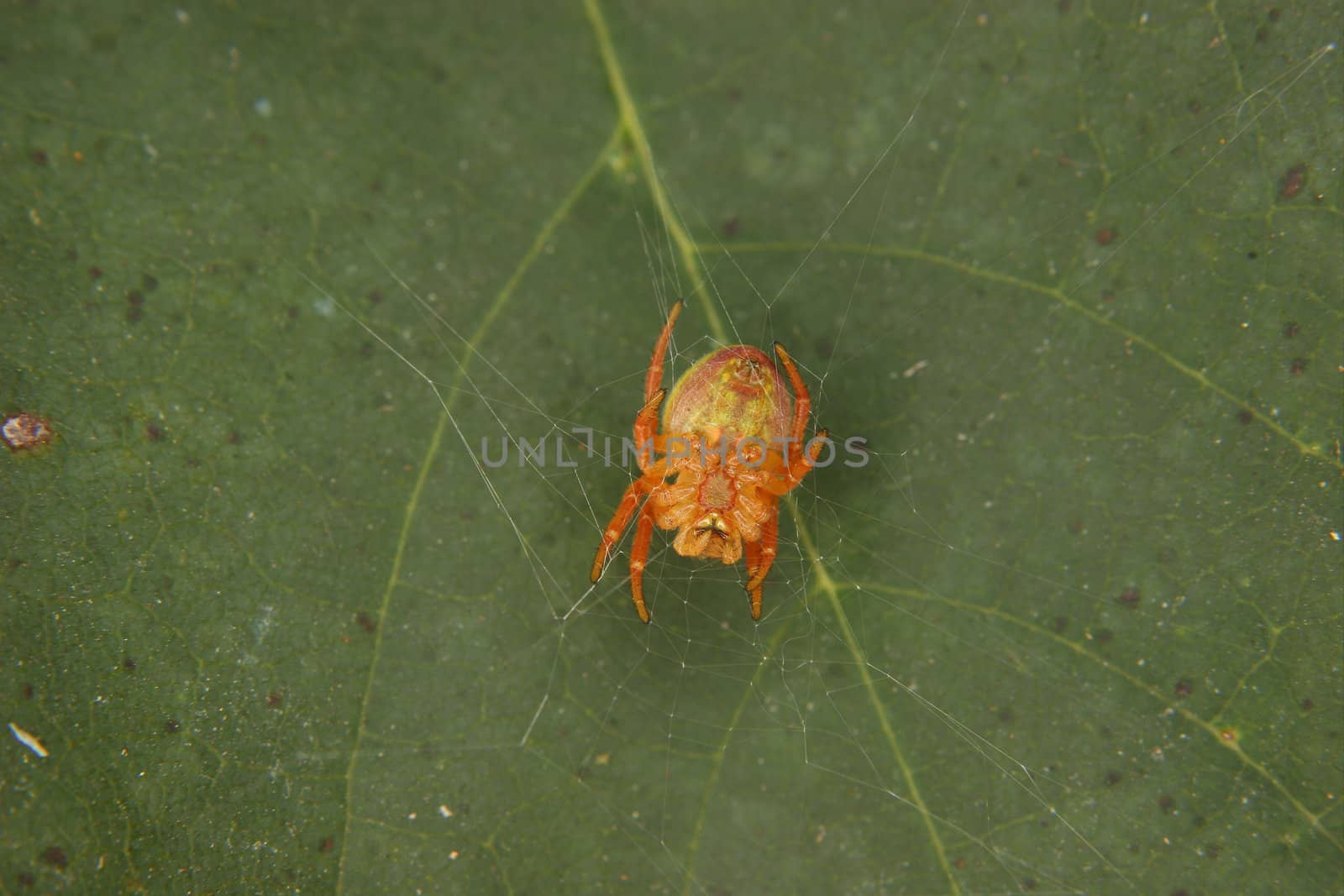 Cucumber green spider (Araniella cucurbitina) by tdietrich