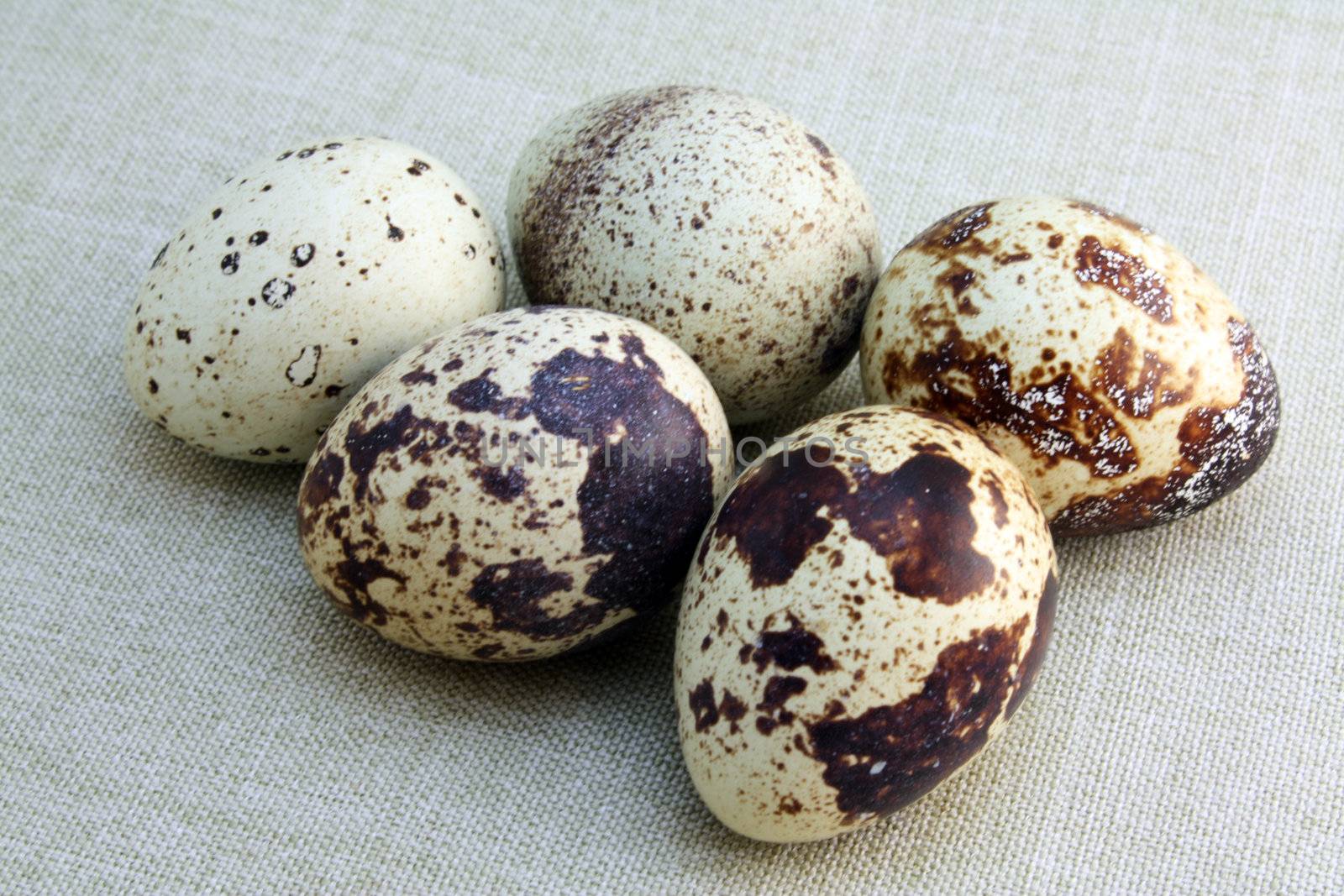 Five quail eggs close-up on linen background