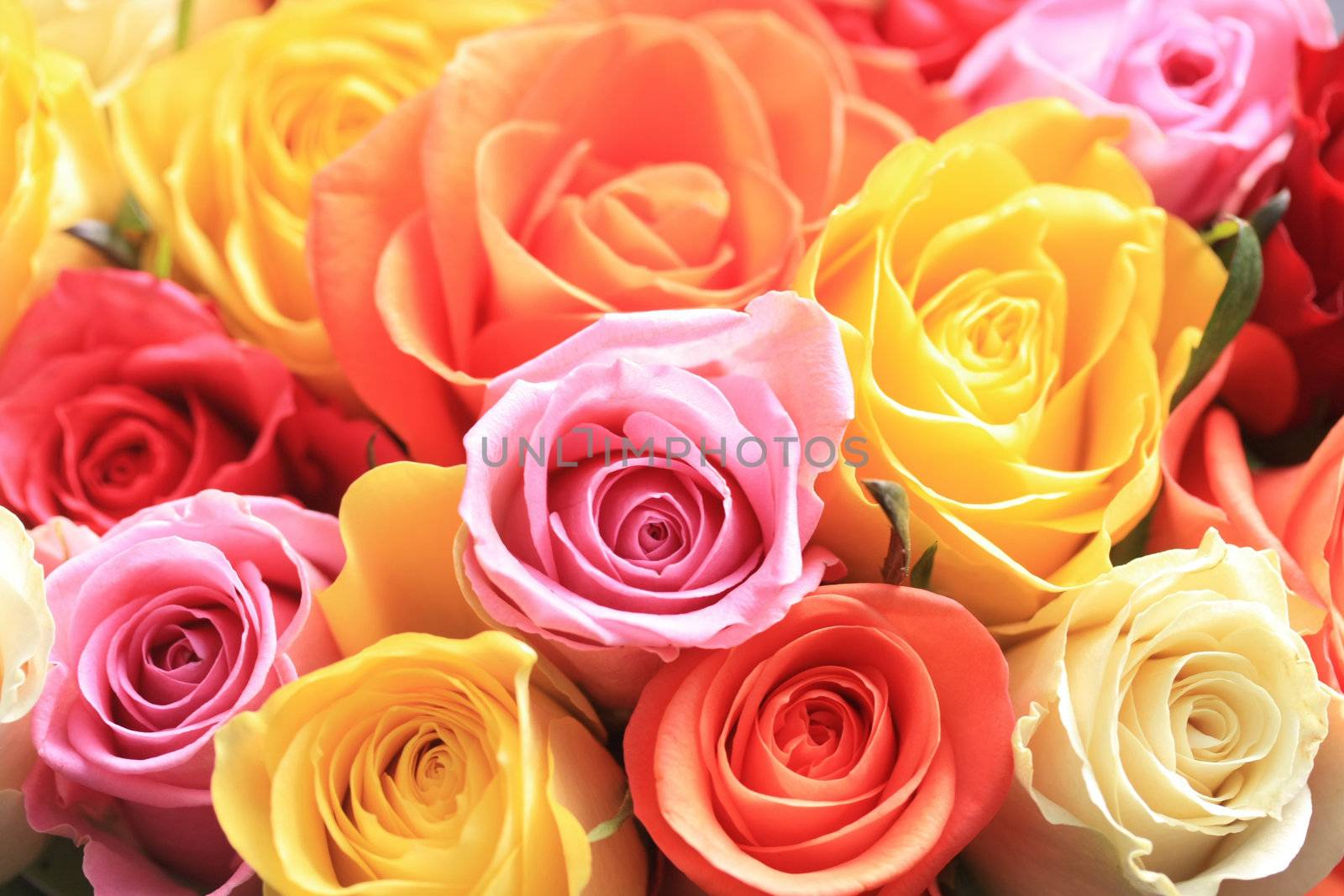A mixed rose bouquet of different colors 