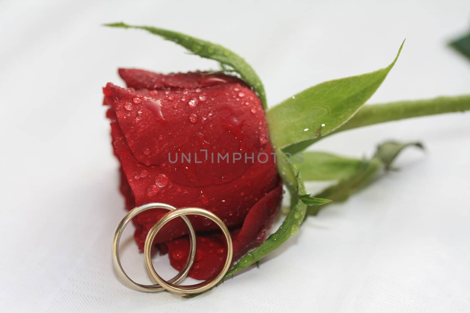 A pair of plain wedding bands and a red rose, covered with raindrops