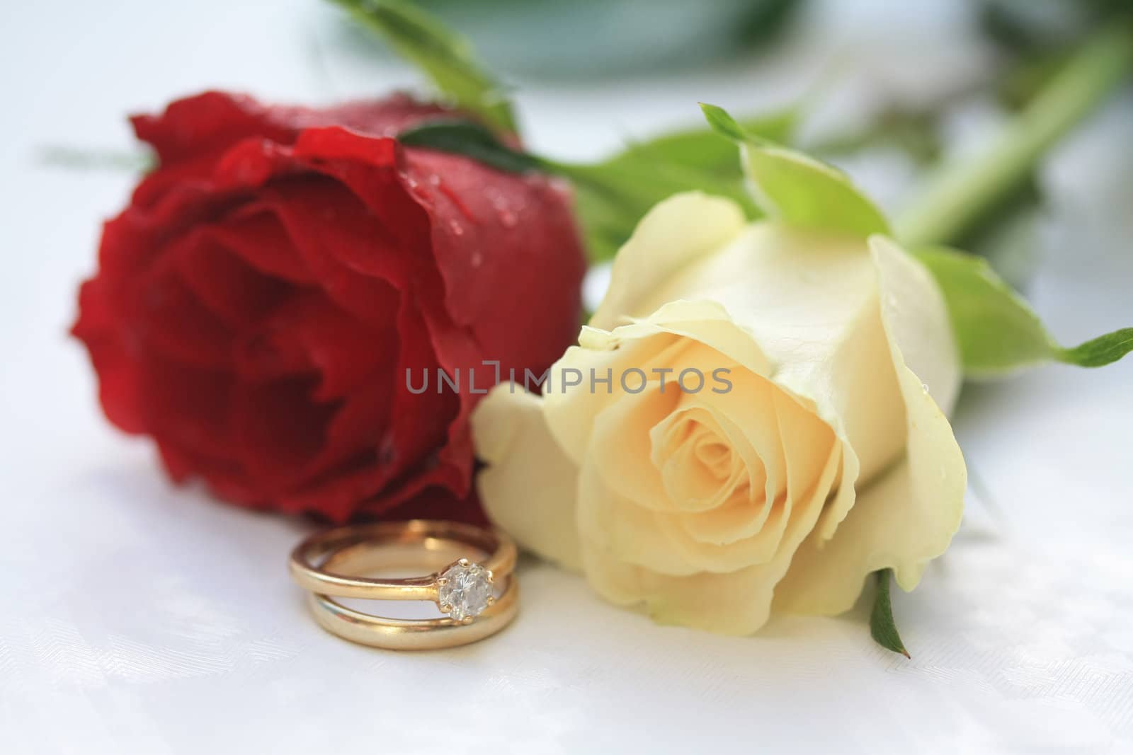 A wedding band and a diamond solitaire engagement ring with two roses on the background, a red one and a white one