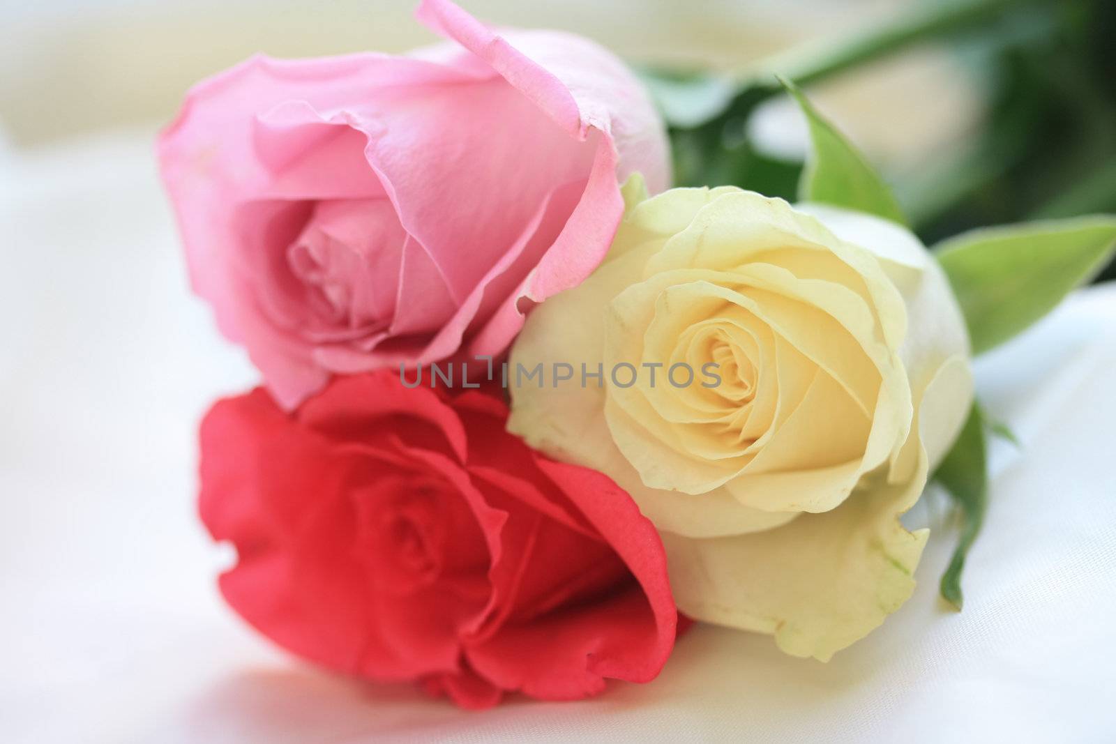 Three different colors of roses, pink and white