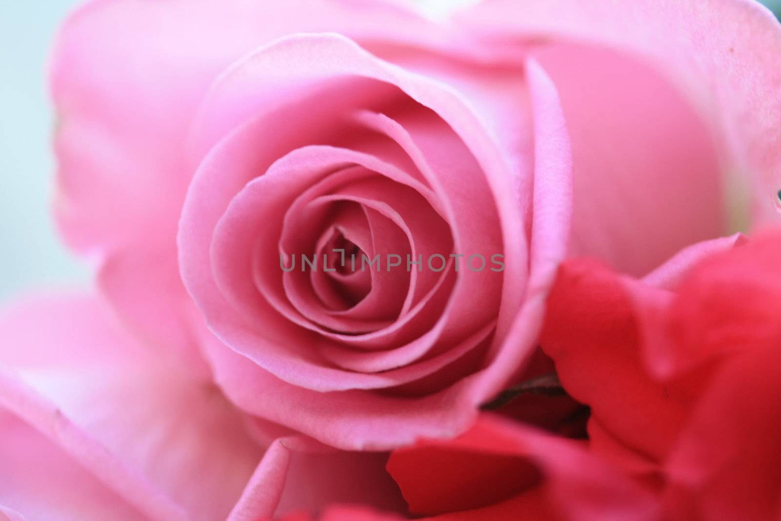 A pale pink rose in close up