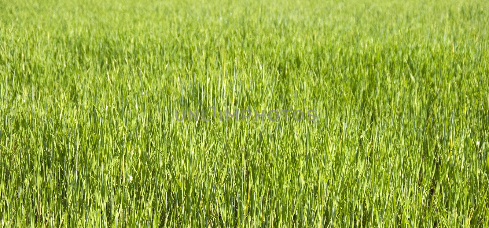 A field of green grass, ideal for background