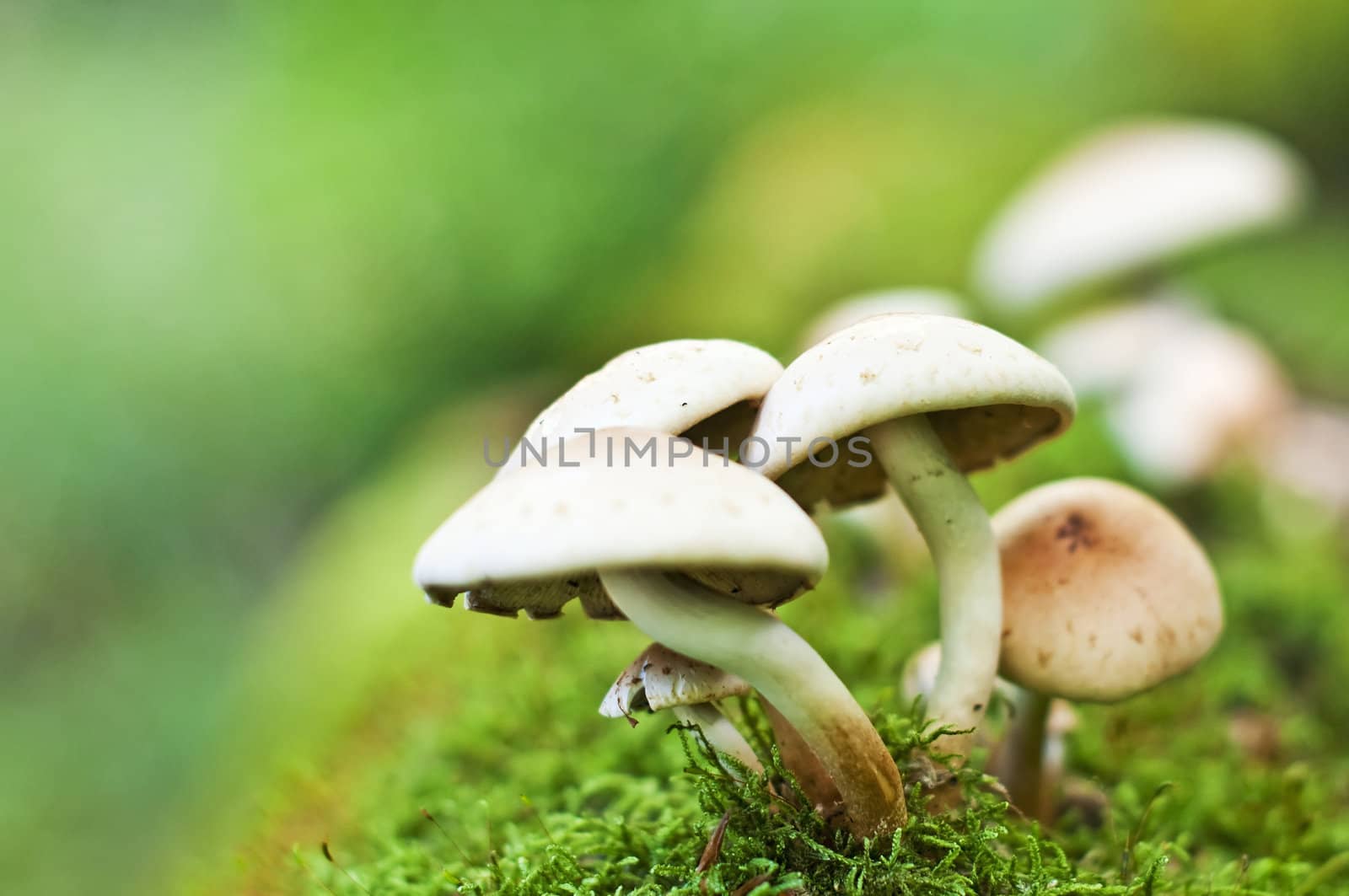 mushroom by Jochen