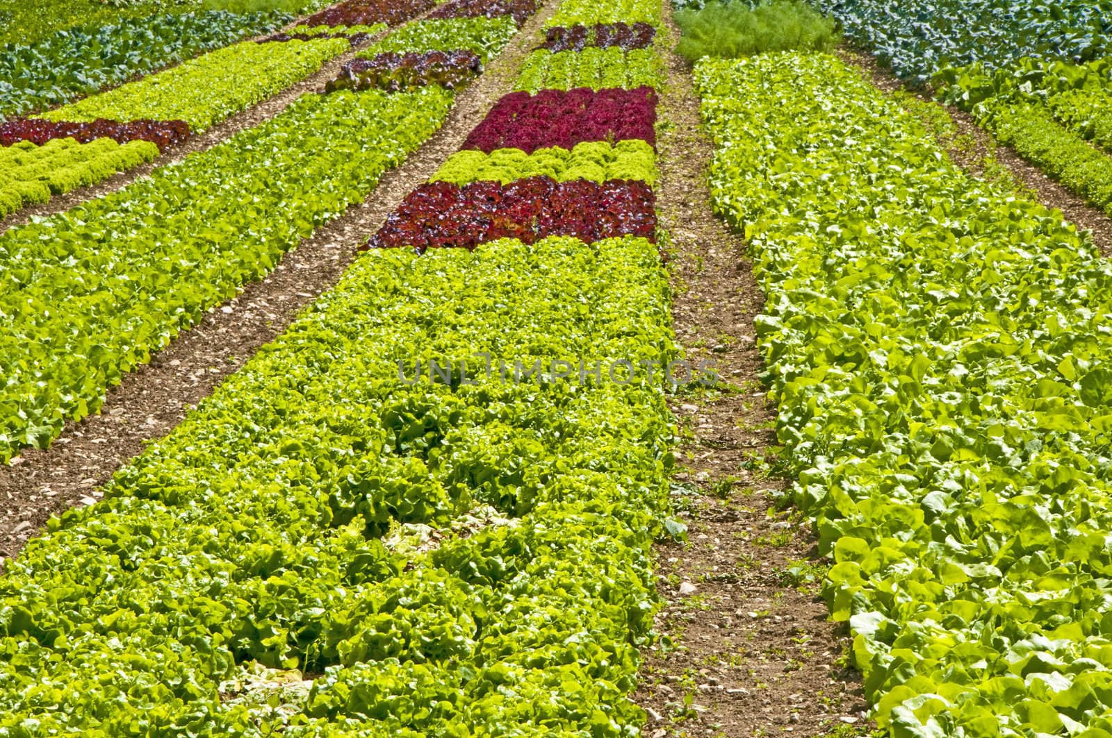 salad cultivation by Jochen