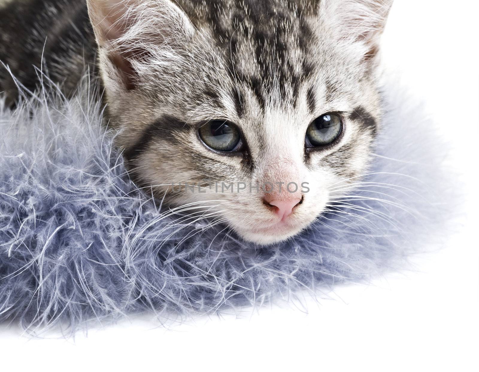 Adorable little kitten on white background with space for text