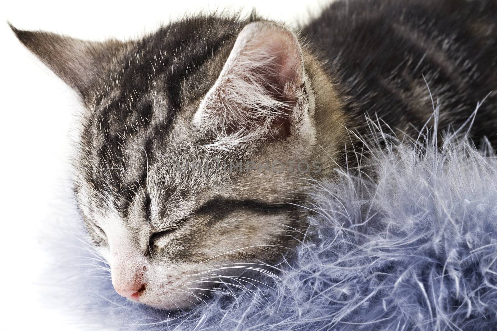 Adorable little kitten on white background with space for text