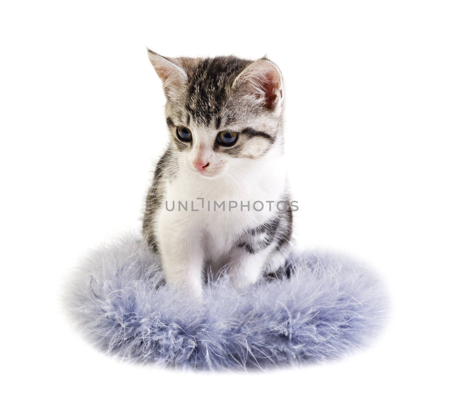 Adorable little kitten on white background with space for text by tish1