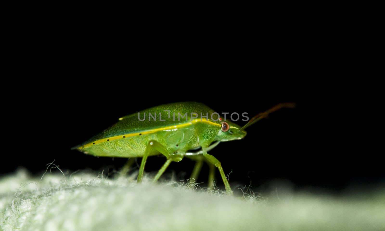 Green insect called "Smelly Martin". Photographed macro.