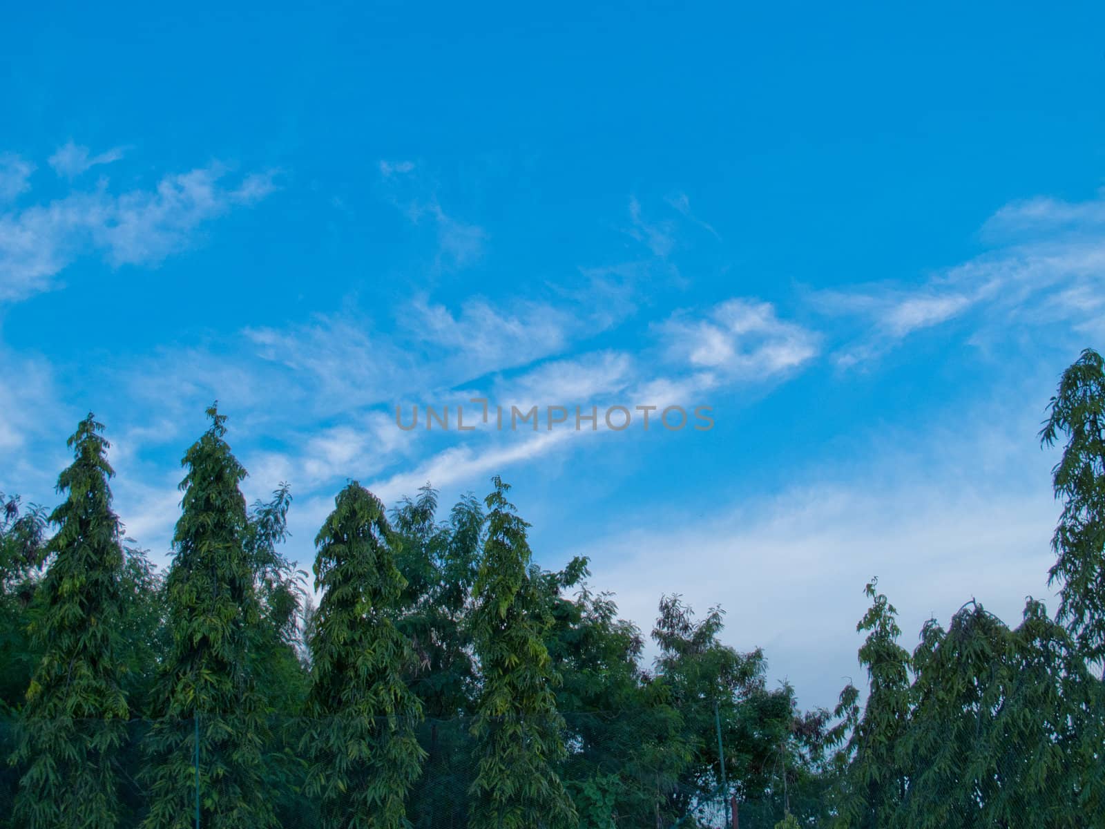sky and tree by dul_ny