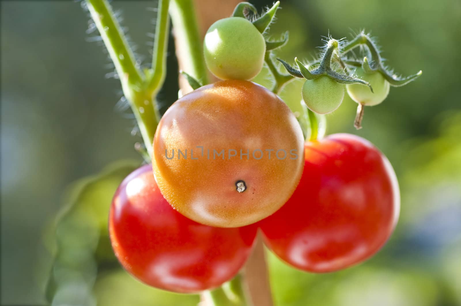 tomato plant with ripe and unripe fruits by Jochen