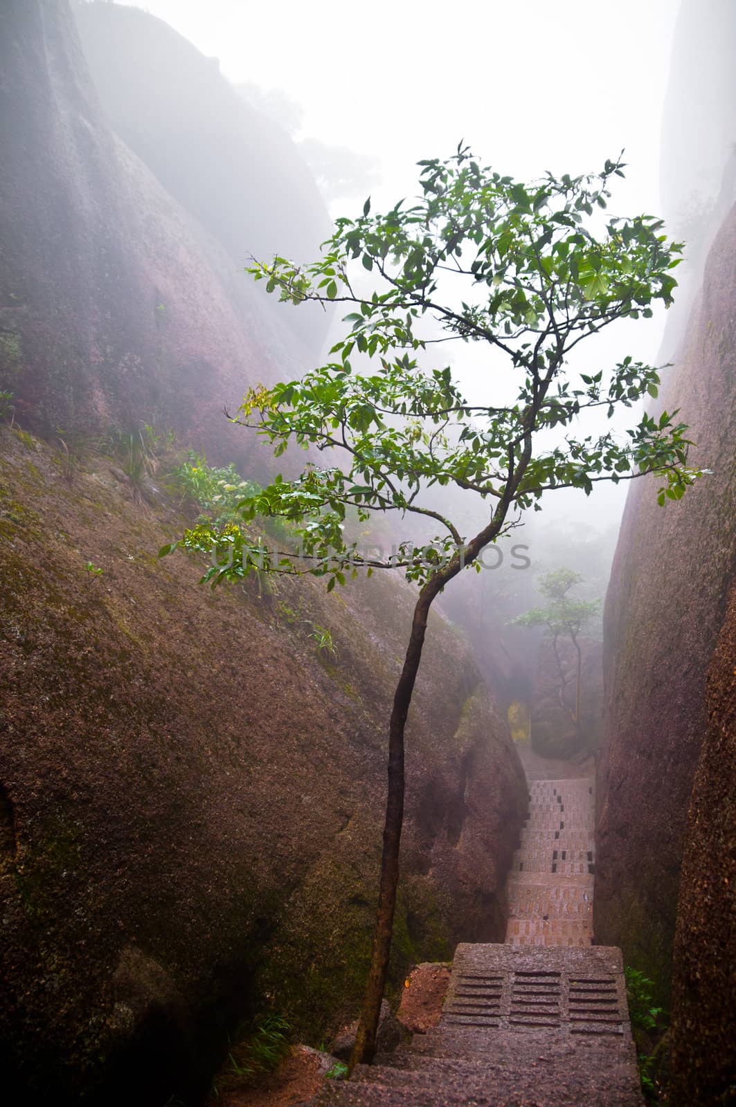 Tree in a mountain path with foggy weather