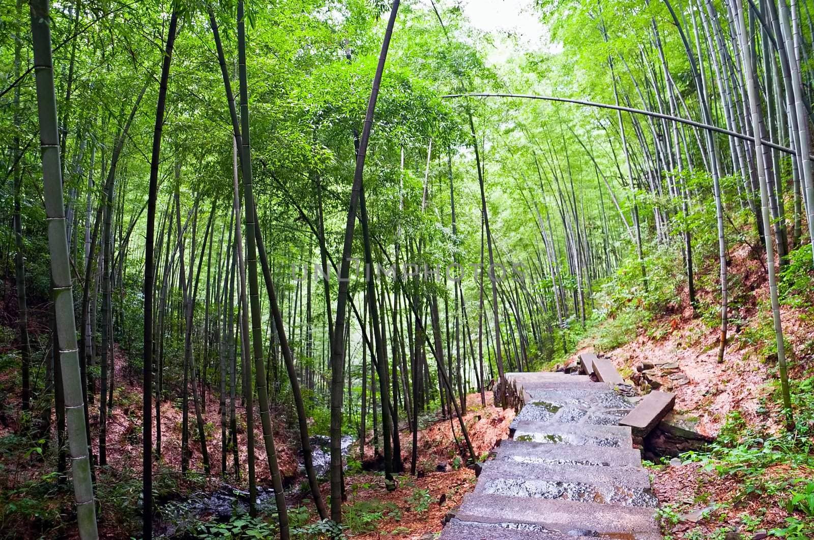 Path in a bamboo forest by rigamondis