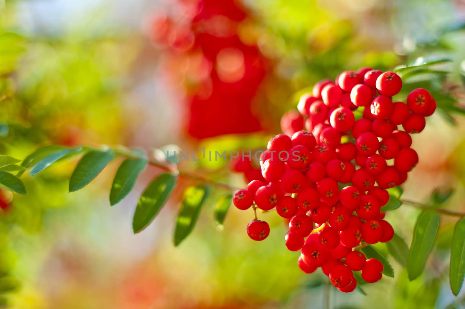 rowan berry by Jochen