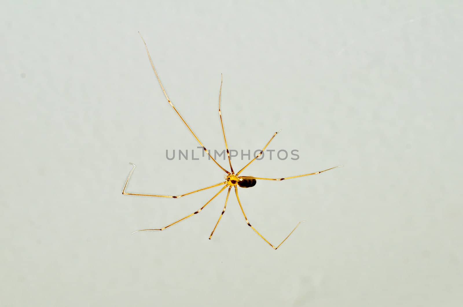 daddy longleg