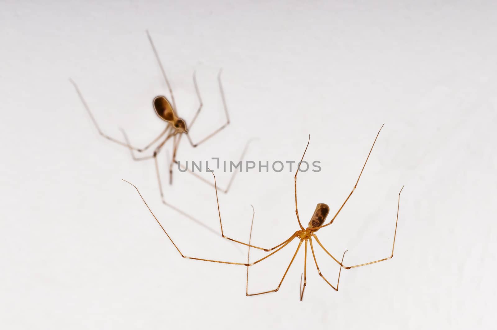 daddy longleg by Jochen