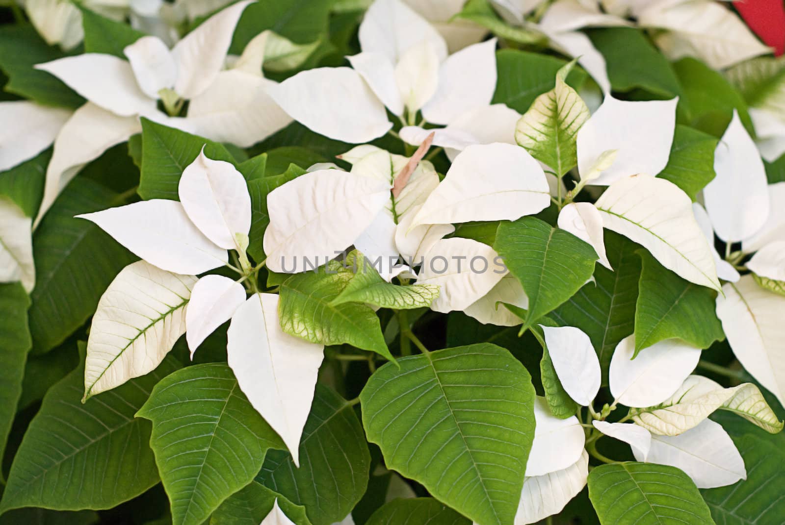 Closeup view of a white poinsettia with green leaves