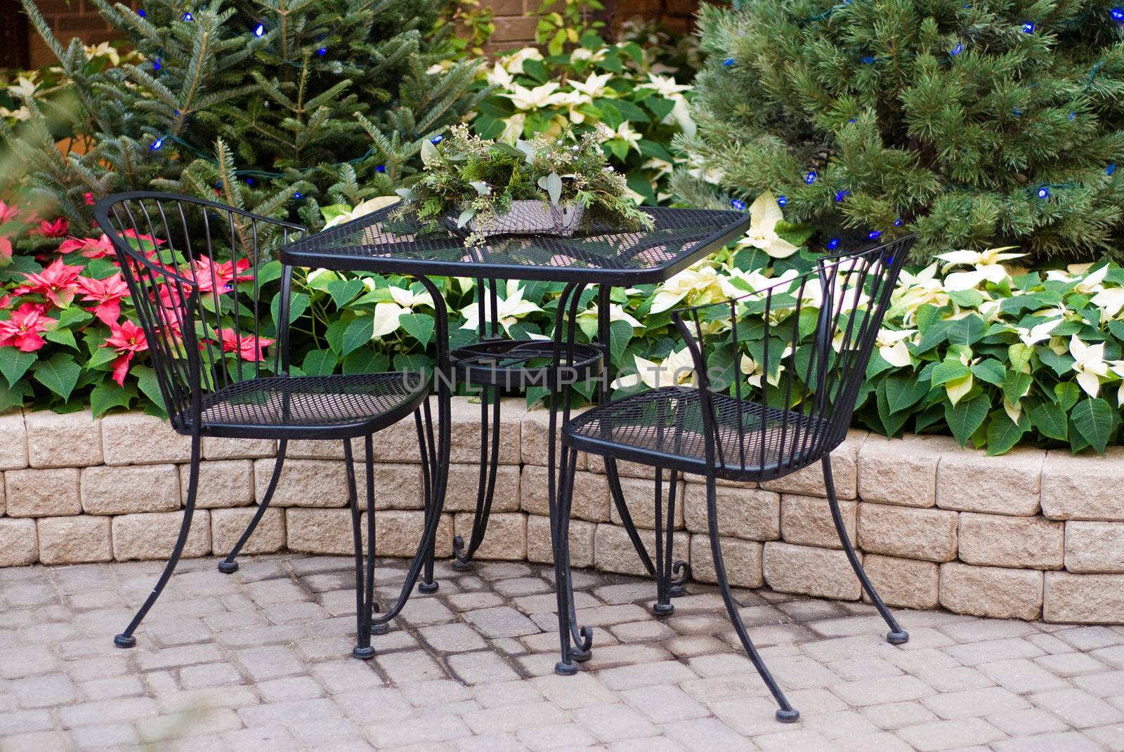 A table for two shot near a garden with poinsettia plants