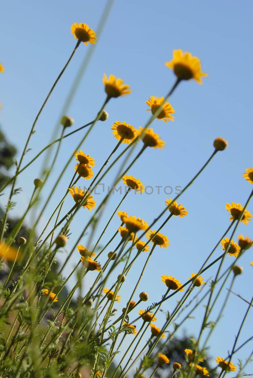 summer yellow flowers over blue sky background