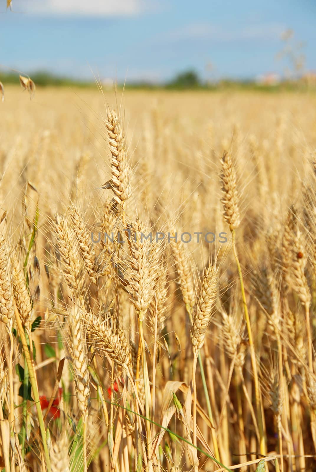 yellow wheat field landscape with plant details