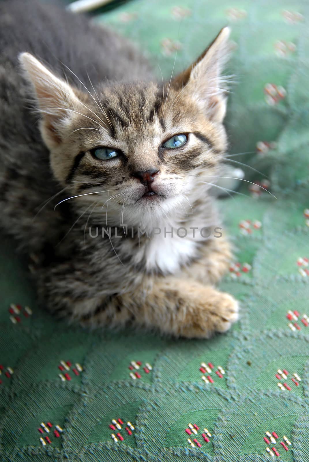 little cat blue eyes looking up portrait closeup