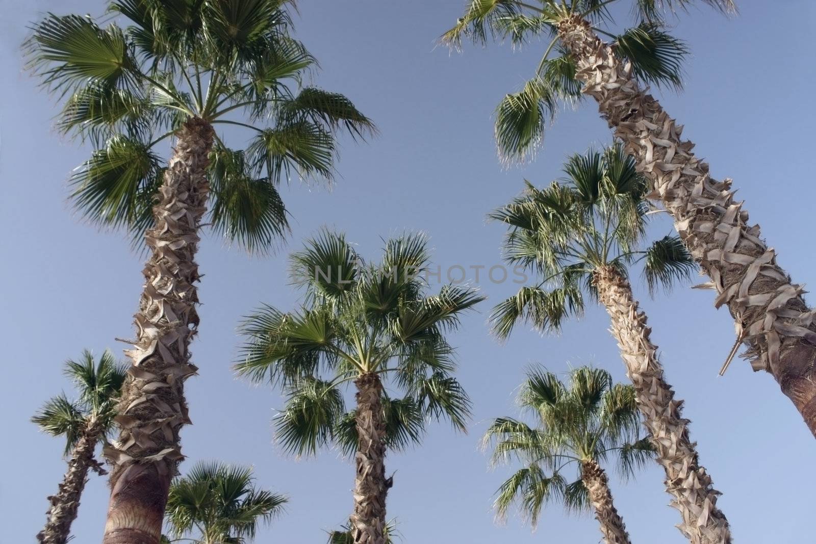 Against the dark blue sky palm trees with  green leaves are visible. It can be seen in Egypt.